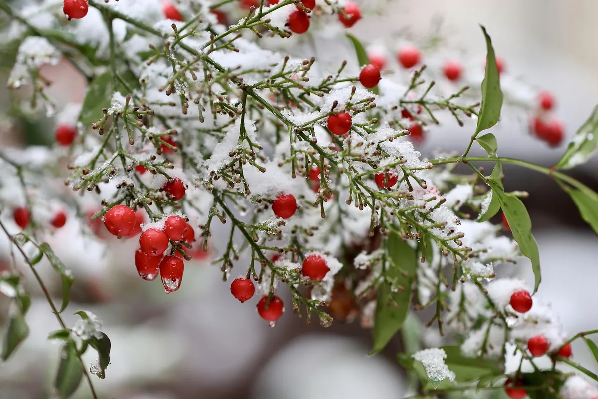Freezing Ripe Fruit: How to Catch the Perfect Moment and Preserve Flavour