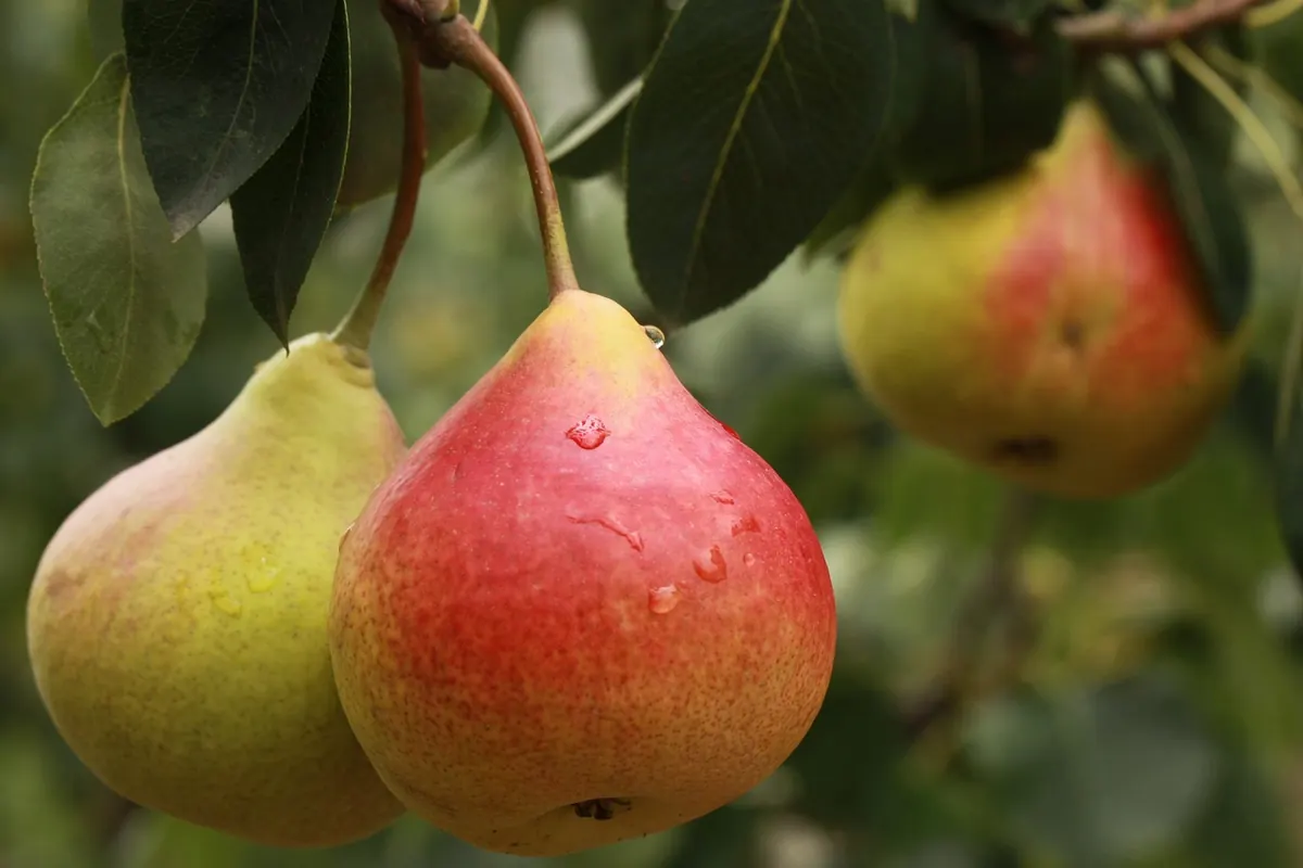 How to Ripen Pears: From Rock-Hard to Juicy in Two Days
